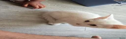 Mixed Breed cats for sale: White male with blue eyes  - Advert 2