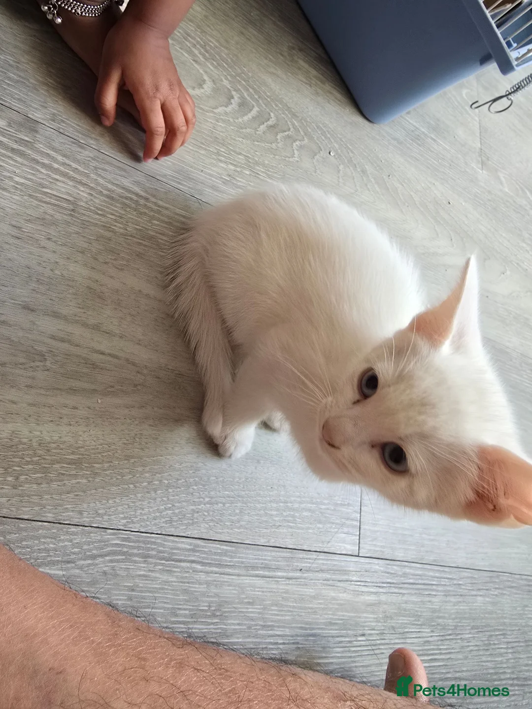 Mixed Breed cats for sale: White male with blue eyes  - Advert 2