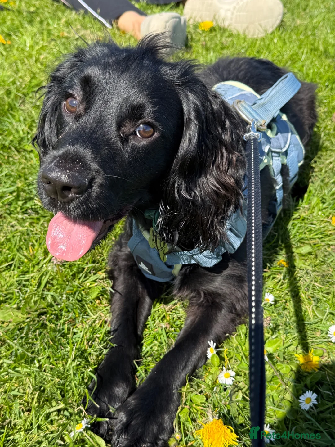 Cocker Spaniel dogs for sale: KC Registered Cocker Spaniel in Prestatyn - Advert 2