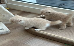 British Shorthair cats for sale: Beautiful , soft teddy bears 🩷🩷💙 - Image 26