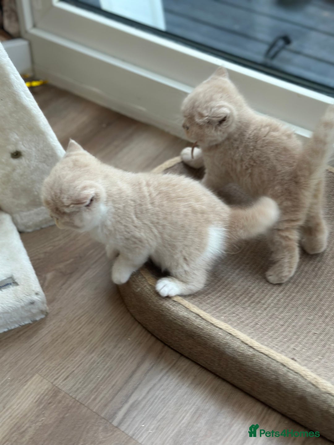 British Shorthair cats for sale: Beautiful , soft teddy bears 🩷🩷💙 - Image 26
