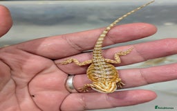 Bearded Dragon reptiles for sale: 50% red monster bearded dragons  - Image 13