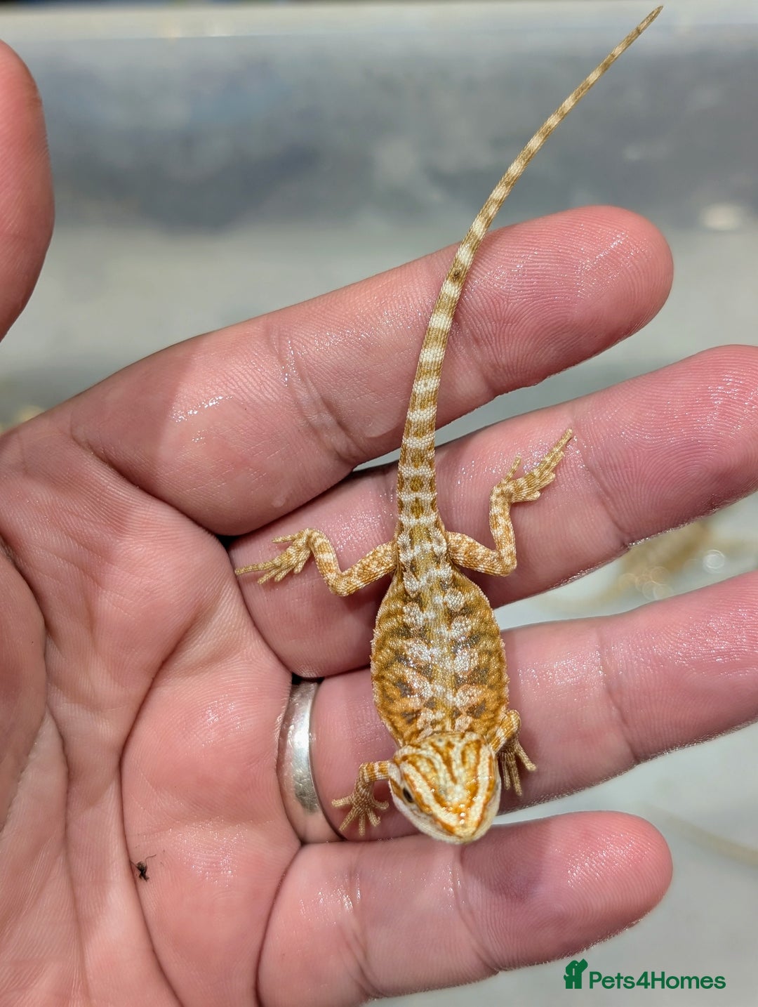 Bearded Dragon reptiles for sale: 50% red monster bearded dragons  - Image 13