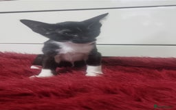 Oriental cats for sale: Oriental kittens - Advert 1