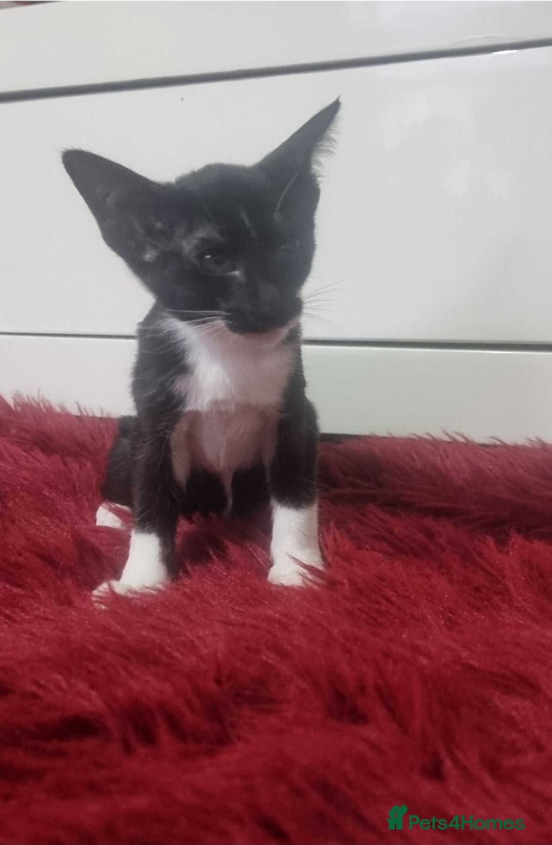 Oriental cats for sale: Oriental kittens - Advert 1