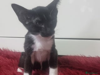 Oriental cats Oriental kittens - Advert 3