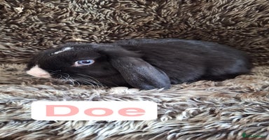Mini Lop rabbits - Advert 3