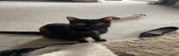 Mixed Breed cats for sale: Two little girls for sale  - Advert 1