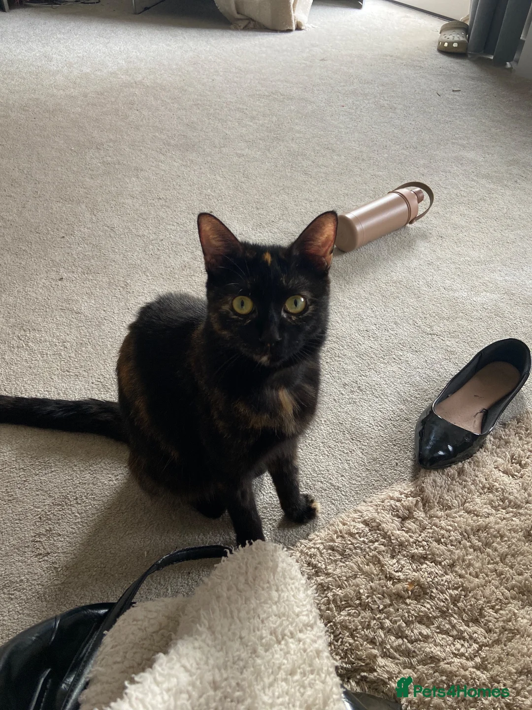 Mixed Breed cats for sale: Two little girls for sale  - Advert 1