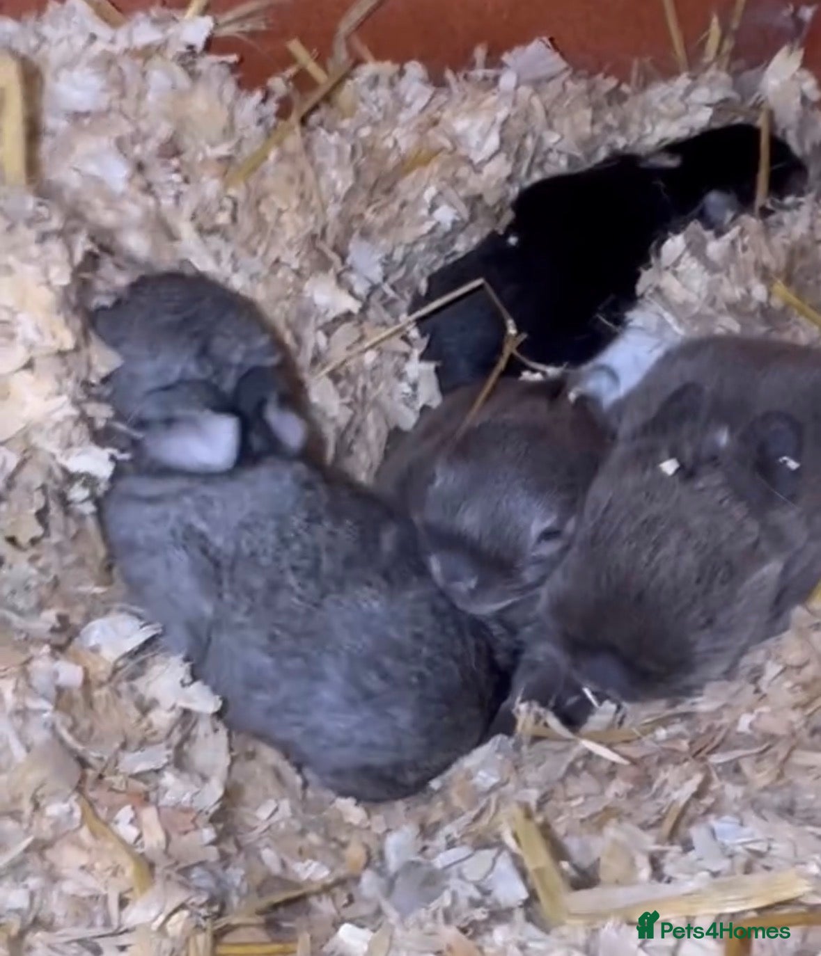 Mini Lop rabbits Neverland dwarf babies 20/ 2 /26  - Advert 8