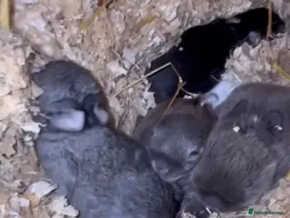 Mini Lop rabbits Neverland dwarf babies 20/ 2 /26 - Advert 8