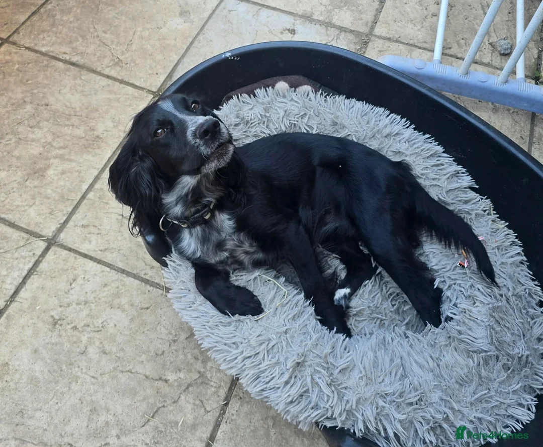 Cocker Spaniel dogs for sale: Beautiful Bow  - Advert 8