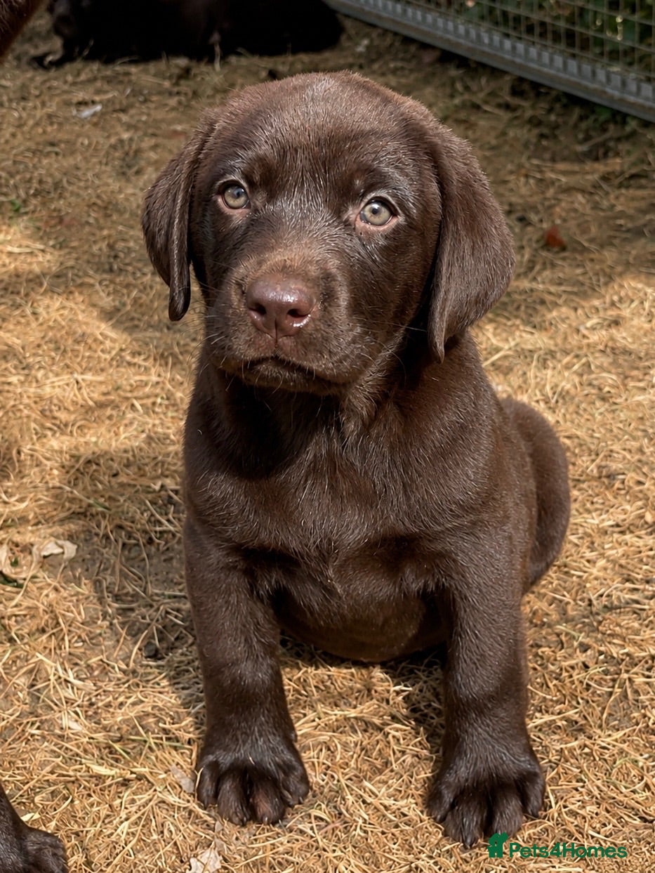 Labrador Retriever dogs 5 ⭐️ KC, VET checked, CHOCOLATE LABRADORS - Advert 2