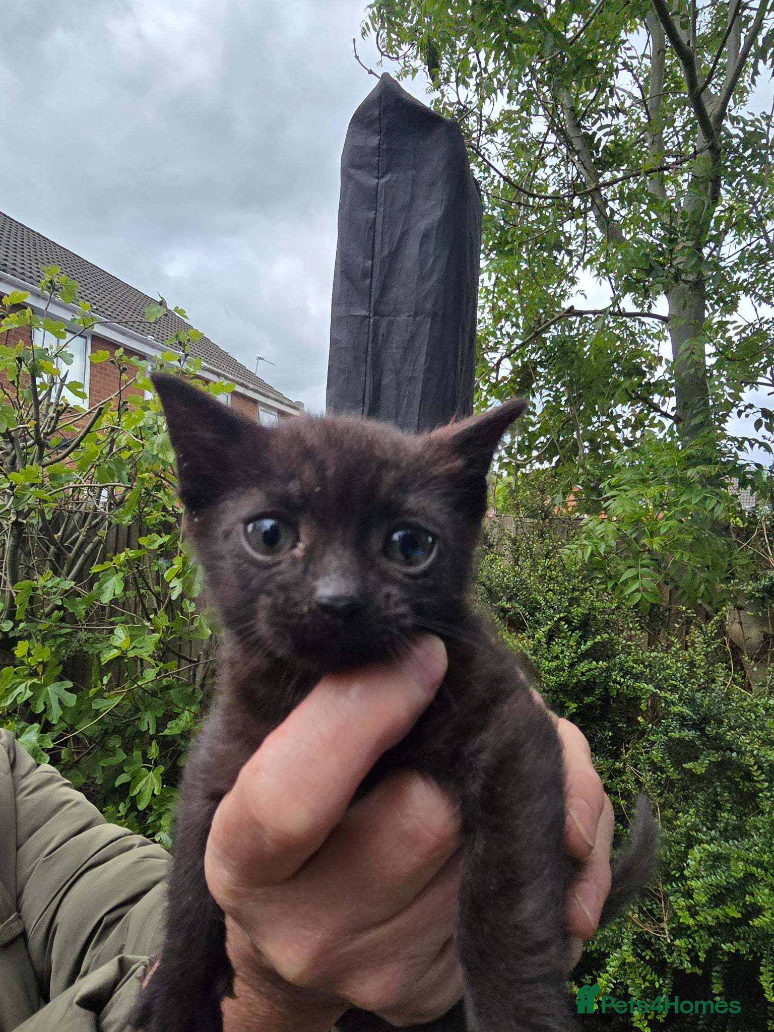 Mixed Breed cats Kittens - Advert 2