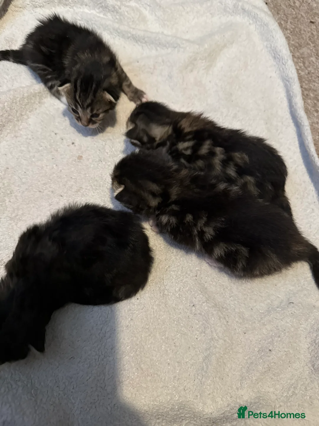 Bengal cats for sale: Cute fluffy Bengal cross kittens  - Advert 5