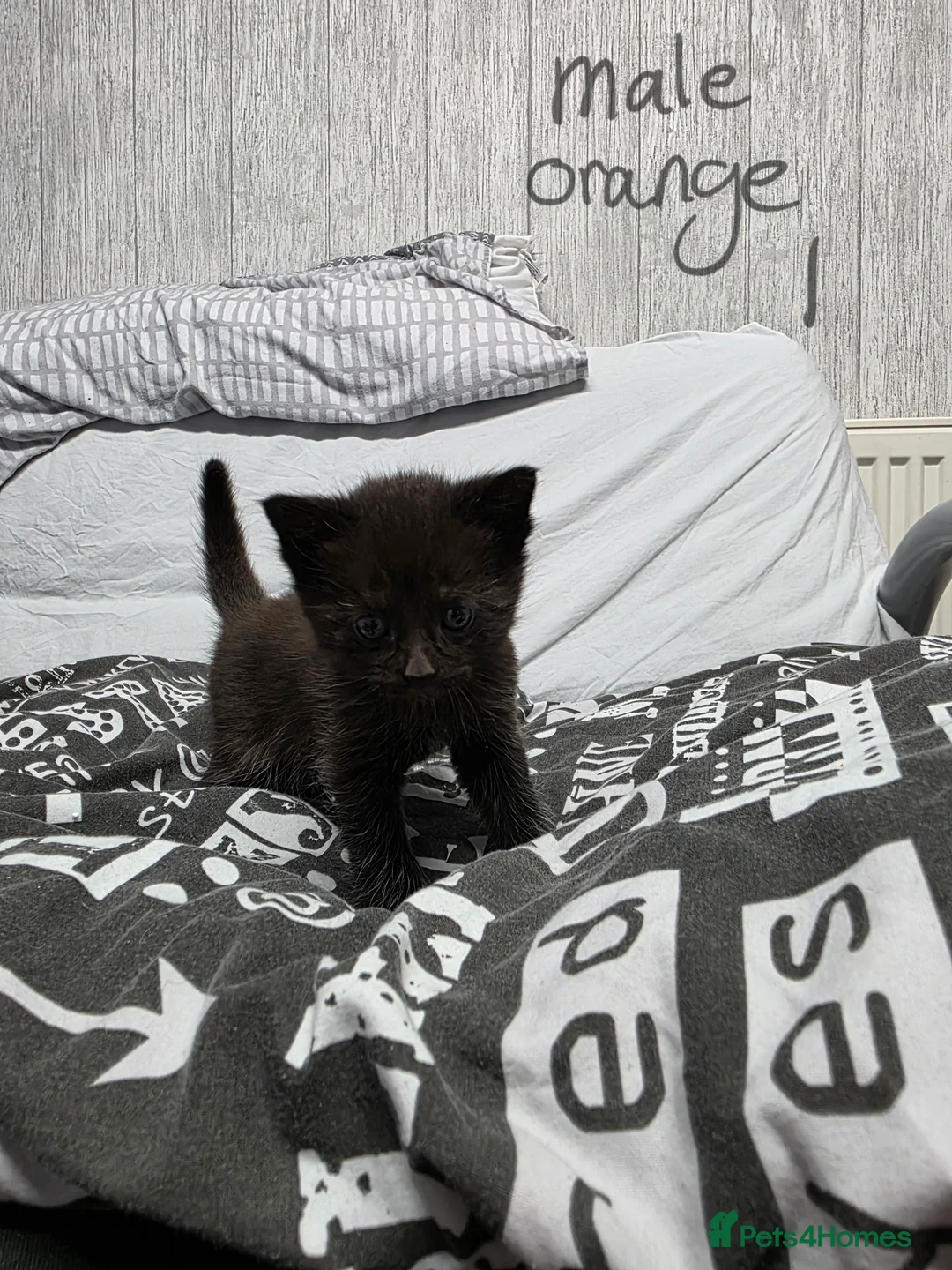 Mixed Breed cats for sale: 7 kittens, half Maine Coon - Advert 16