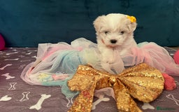 Bichon Frise dogs for sale: Bichon Frise  - Image 5