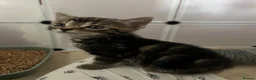Domestic Shorthair cats for sale: Sweet & Playful Girls ready 8th Oct - Advert 10