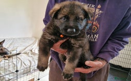 German Shepherd dogs for sale: German Shepherd puppies - Image 4