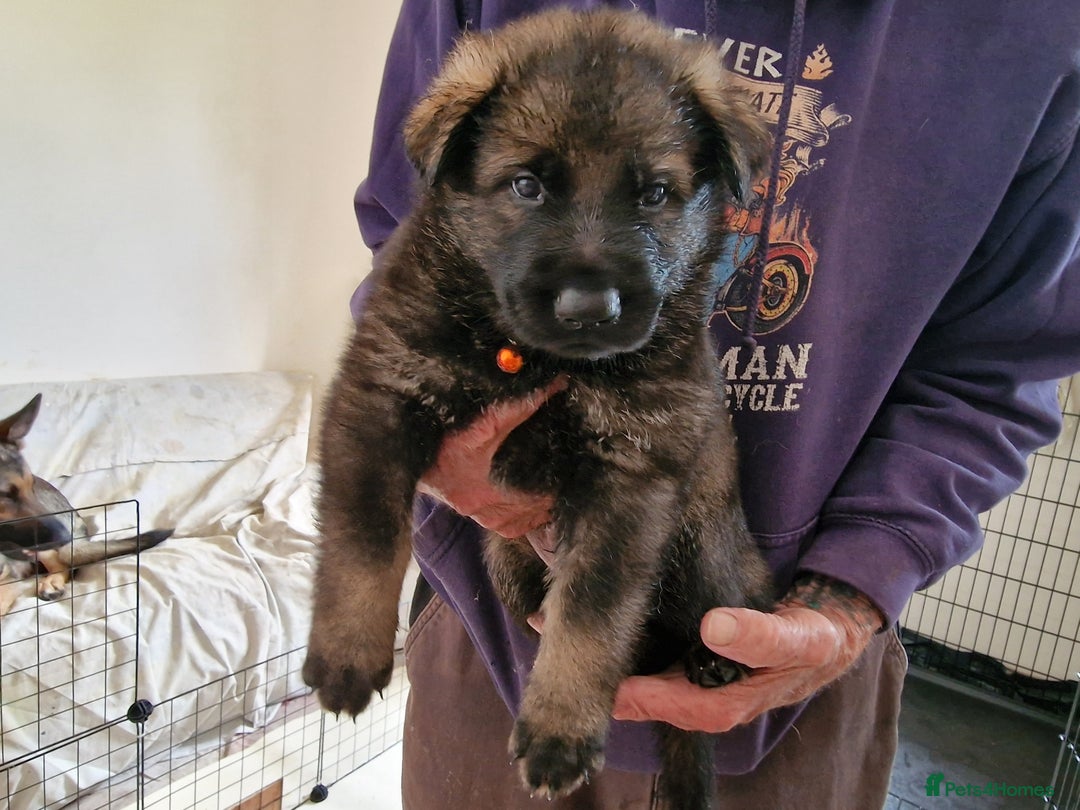 German Shepherd dogs for sale: German Shepherd puppies - Image 4