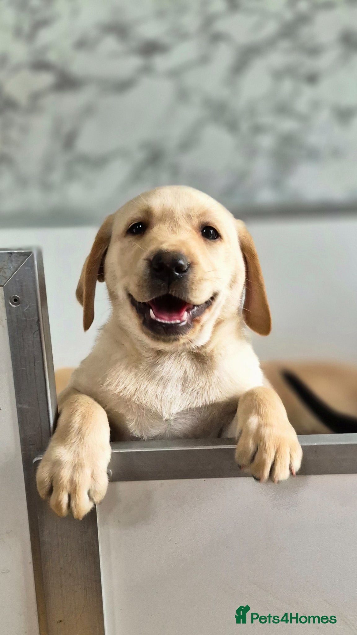 Labrador Retriever dogs KC Registered, ready now. Outgoing pups - Advert 1