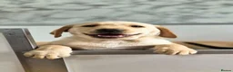 Labrador Retriever dogs for sale: KC Registered, ready now. Outgoing pups - Advert 1