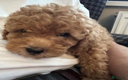 Toy Poodle dogs for sale: Gorgeous KC Toy Poodles  - Image 10
