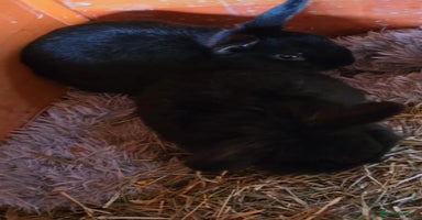 English rabbits - Advert 10