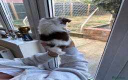 Chihuahua dogs for sale: Russian long hair Chihuahuas - Image 7