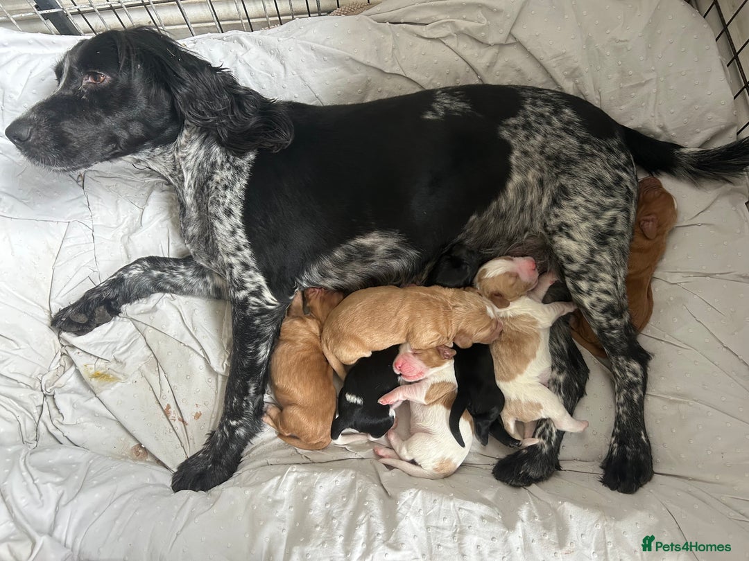 Cocker Spaniel dogs for sale: Baby Cocker Spaniels working type - Image 4
