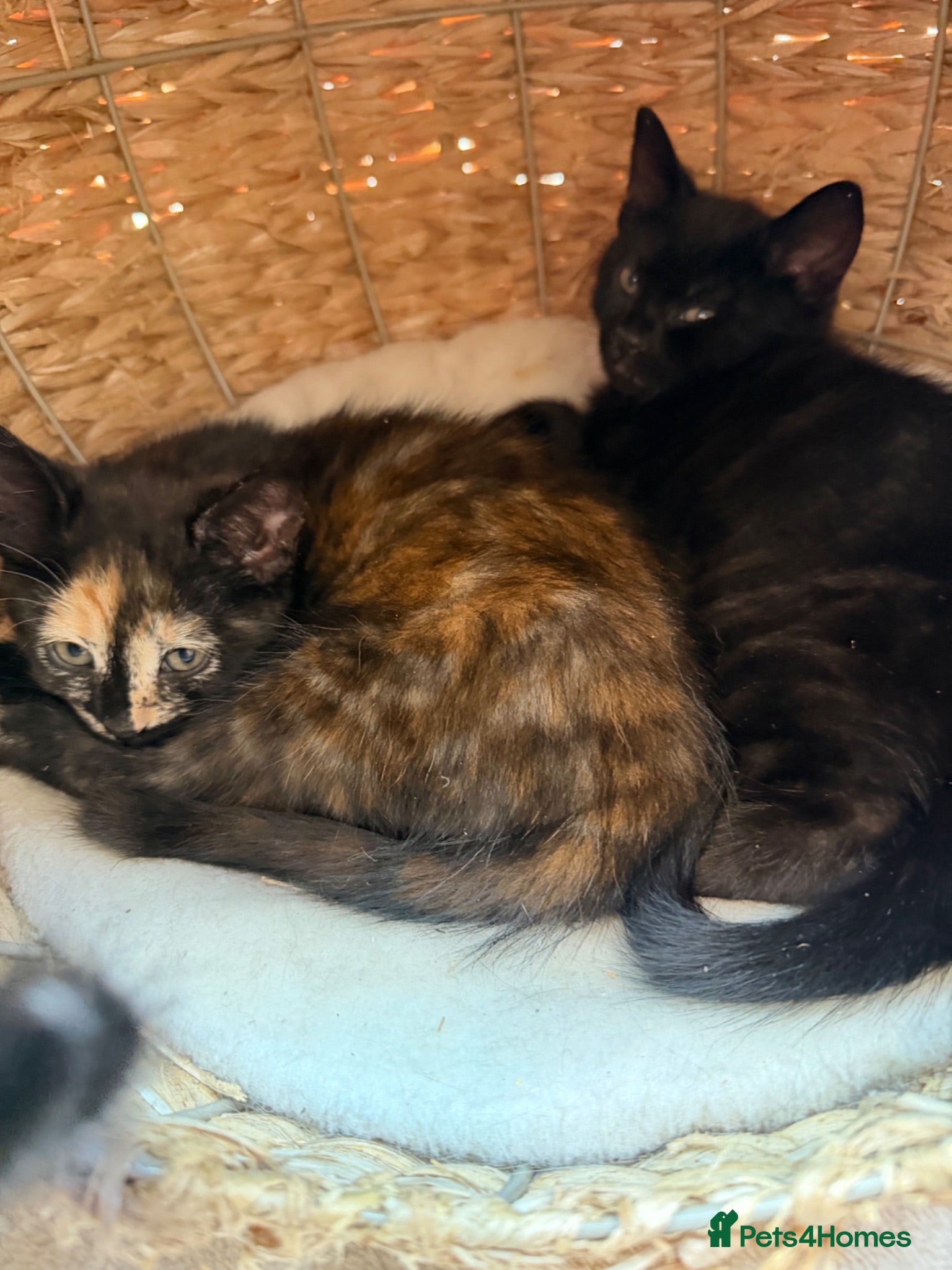 Mixed Breed cats British Shorthair/ Russian Blue cross kittens.  - Advert 8