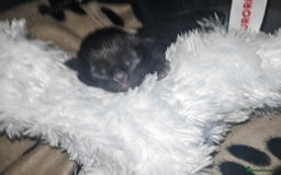 Ragdoll cats for sale: Ragdoll x bsh - Image 1