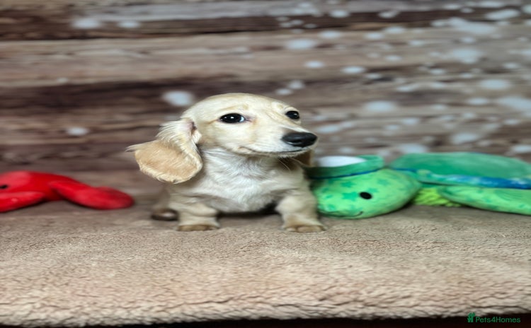 Miniature Dachshund dogs - Advert 5