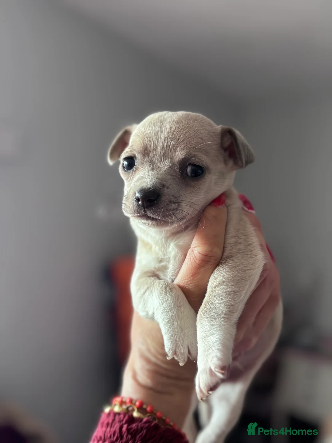 Jack Chi dogs for sale: 3/4 chihuahua 1/4 jack  in Leigh-on-Sea - Advert 8