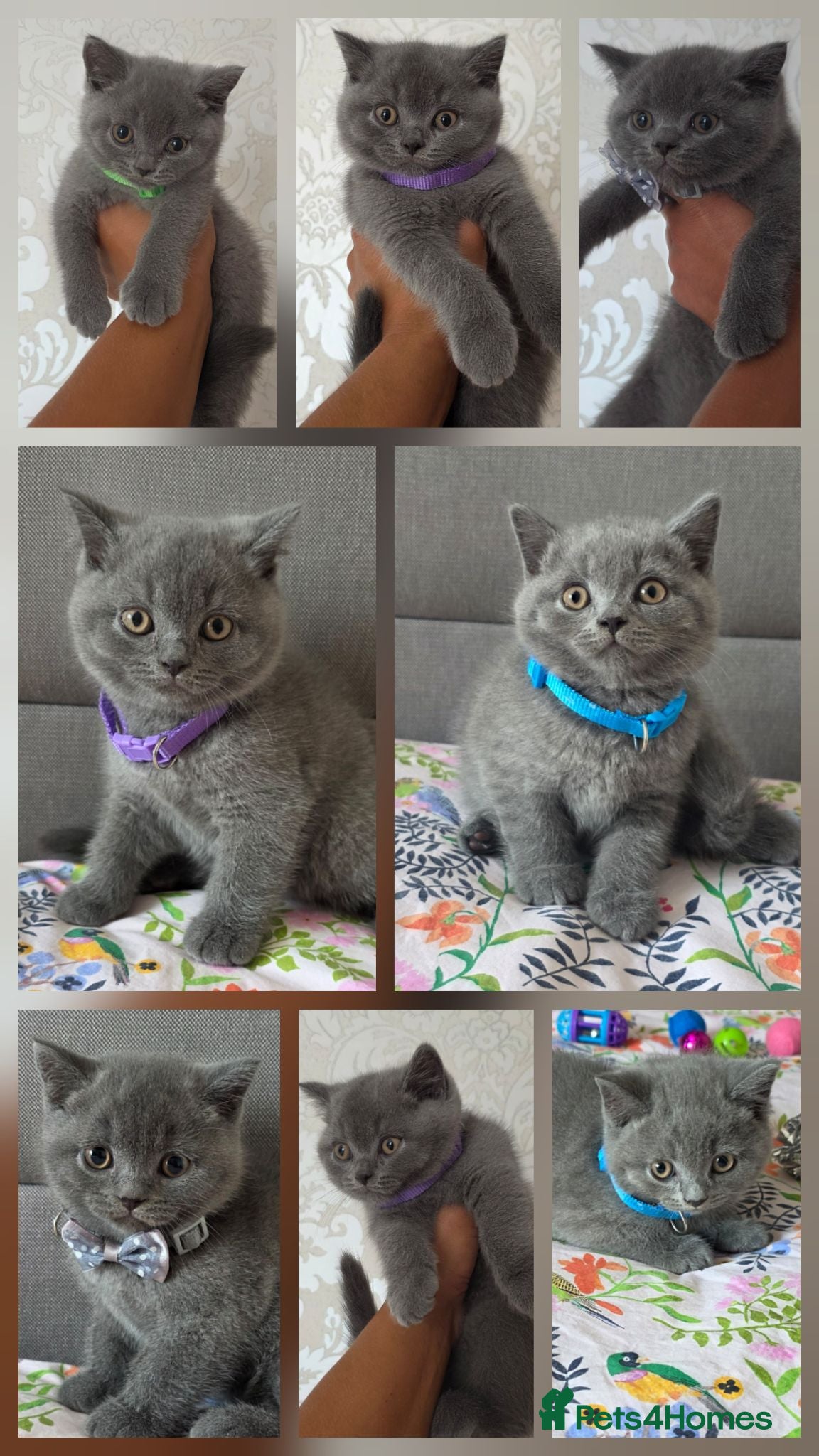 British Shorthair cats Ready to go British Shorthair kittens  - Advert 1