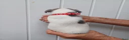 Whippet dogs for sale: Whippet Puppies - Advert 5