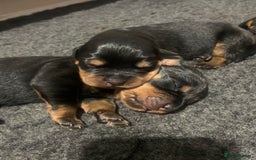 Rottweiler dogs for sale: AMAZING PEDIGREE REGISTERED ROTTWEILER PUPPIES - Image 12