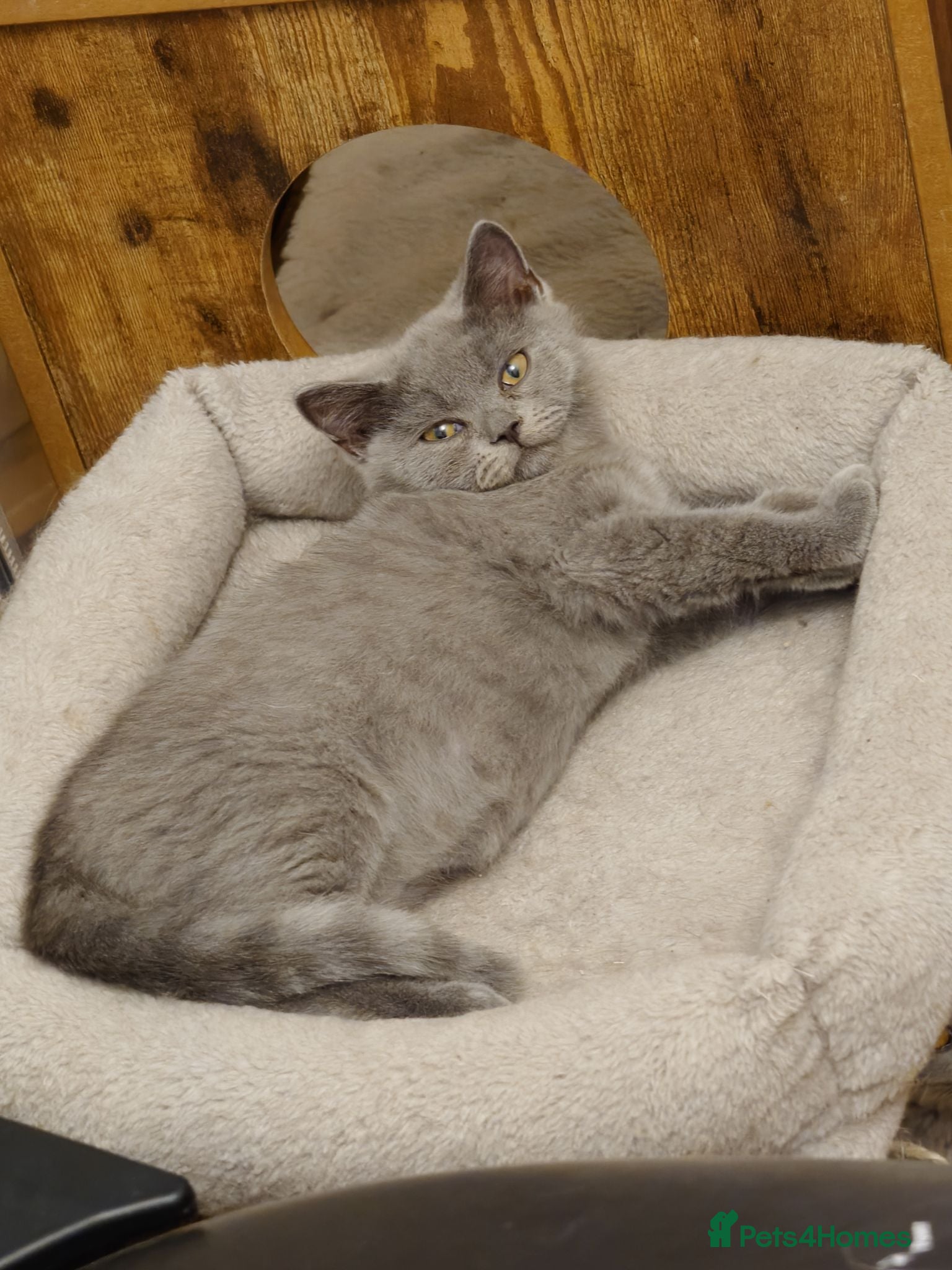 British Shorthair cats One boy, two girls ready for they're forever🏠 - Advert 1