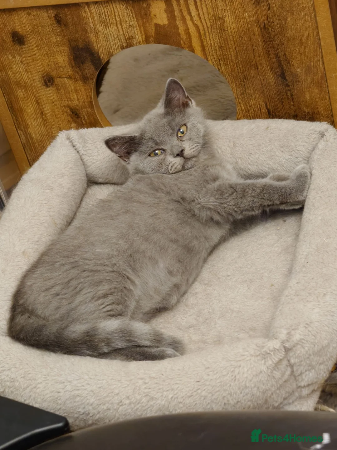 British Shorthair cats for sale: One boy, two girls ready for they're forever🏠 - Advert 1