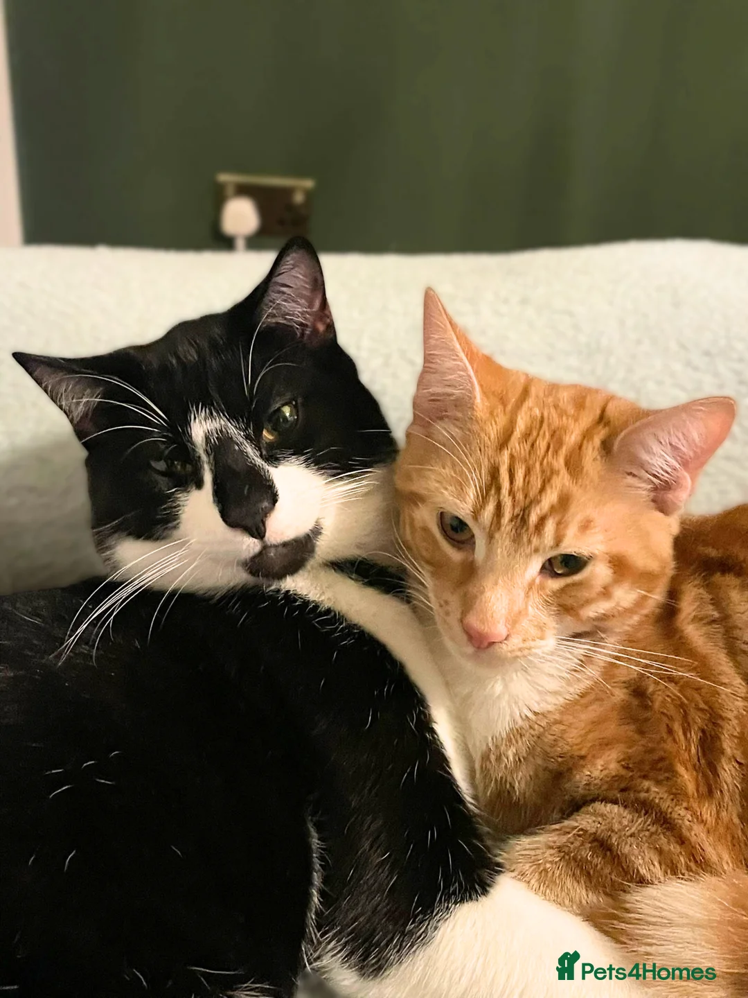 Mixed Breed cats for adoption: Brother Kitties with So Much Love - Advert 1