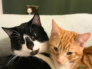 Mixed Breed cats Brother Kitties with So Much Love - Advert 1