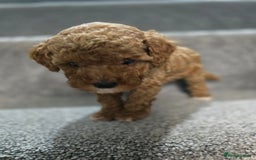 Cavapoo dogs for sale: Miniature F1B Cavapoo puppies 1 Left - Image 6