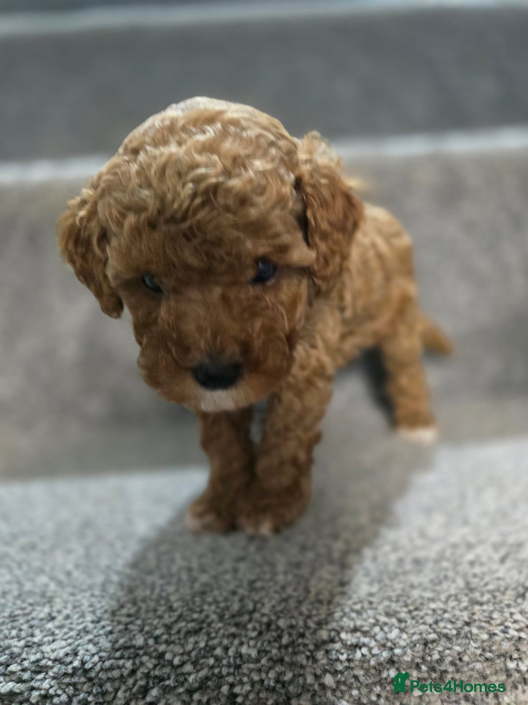 Cavapoo dogs for sale: Miniature F1B Cavapoo puppies 1 Left - Image 6