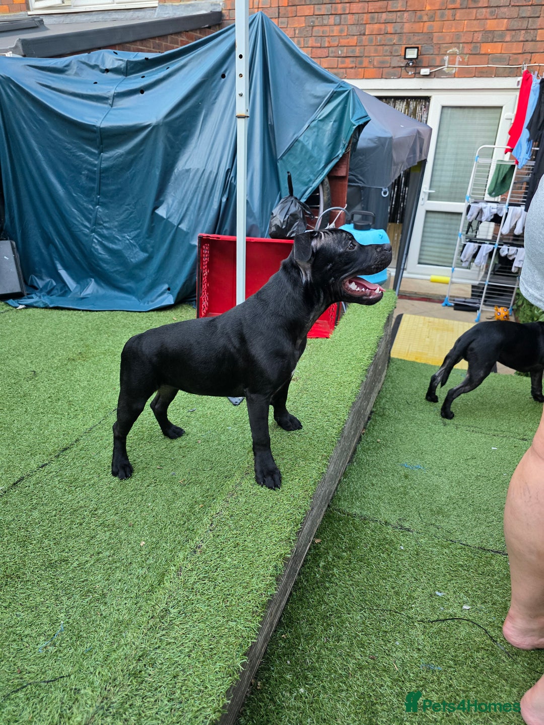 Staffordshire Bull Terrier dogs for sale: Black and blue stocky staffy puppies  in London - Image 16