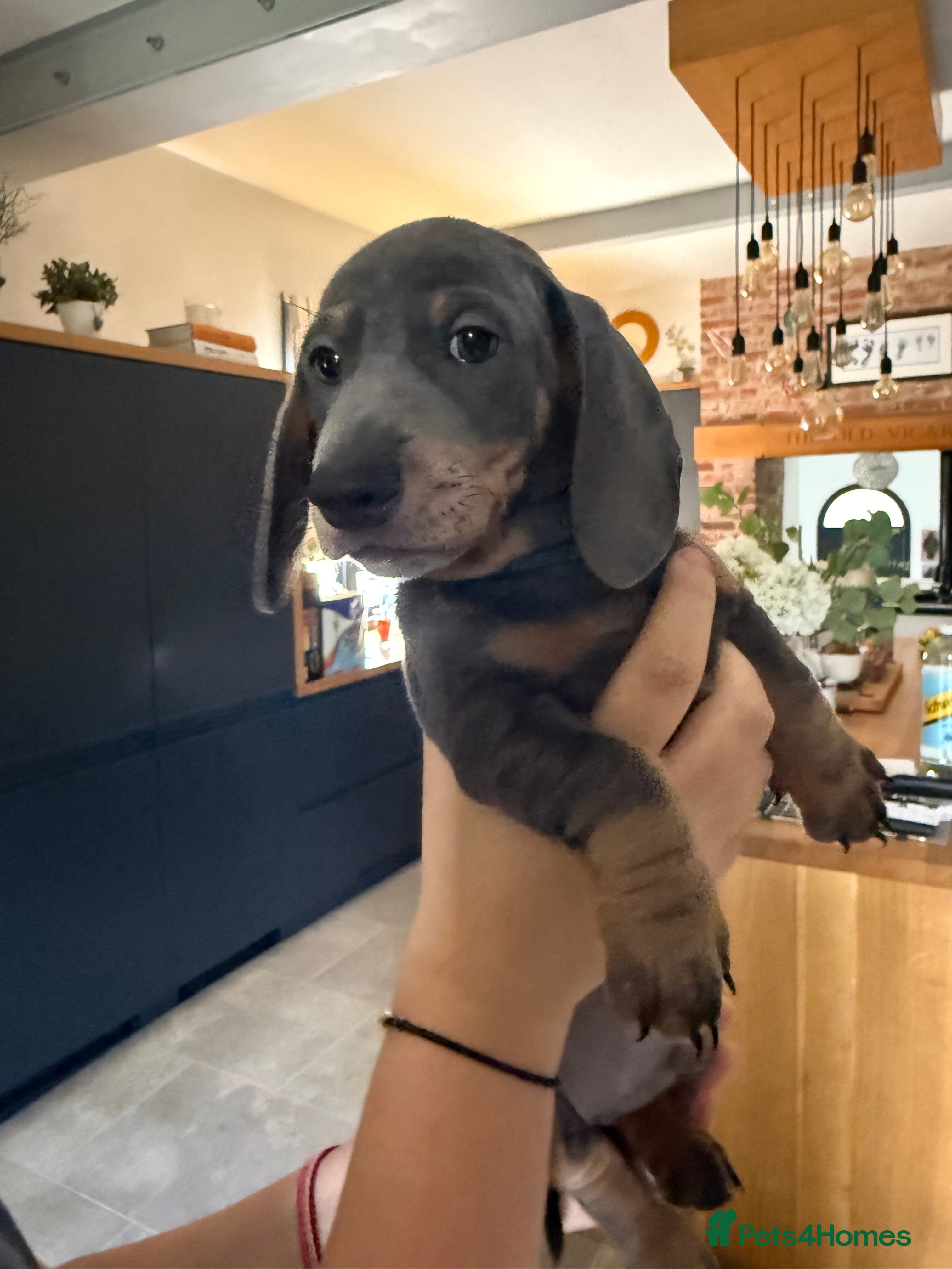 Miniature Dachshund dogs 7 Black and Tan and Blue miniature Dachshund’s  - Advert 2