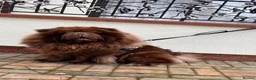 Chow Chow dogs for sale: Smooth Coat Chow Chow Male Puppy – Cinnamon  - Advert 3