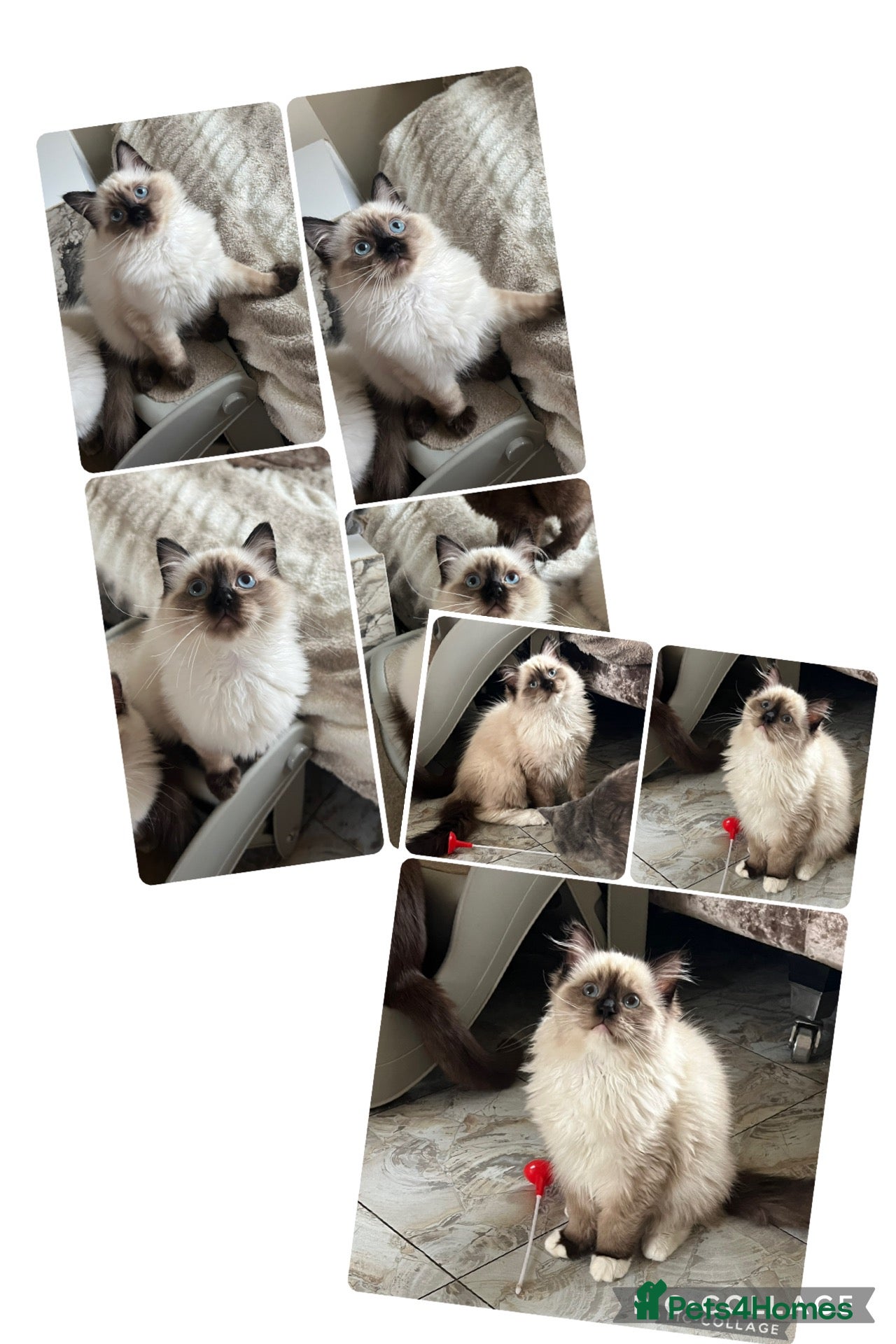 Ragdoll cats for sale: REDUCED!! LAST 2 BOYS 🩵    - Advert 2
