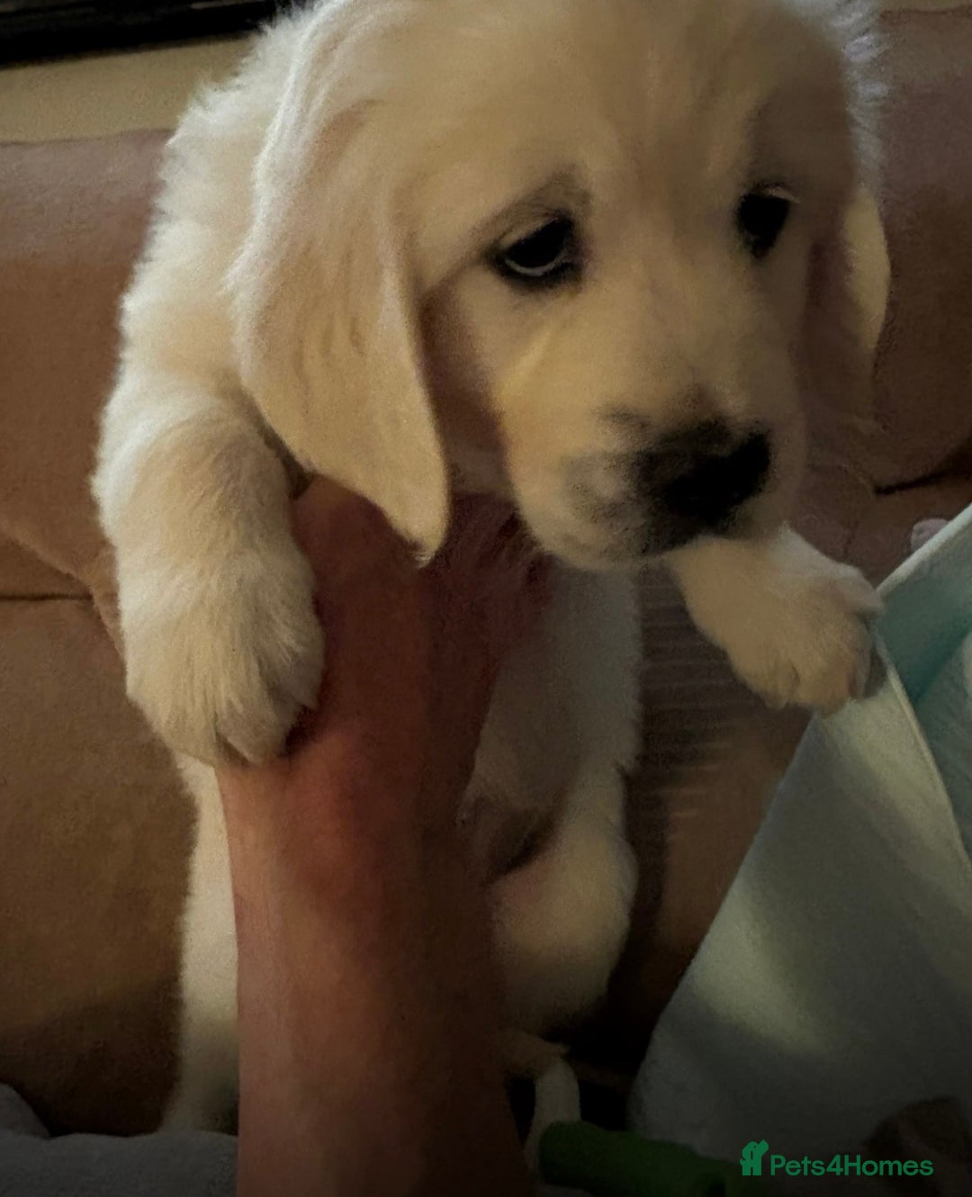 Golden Retriever dogs for sale: Golden Retrievers, Stunning Litter , Certificates  - Advert 25