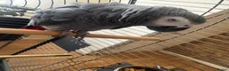 Parrots birds for sale: African grey - Advert 4