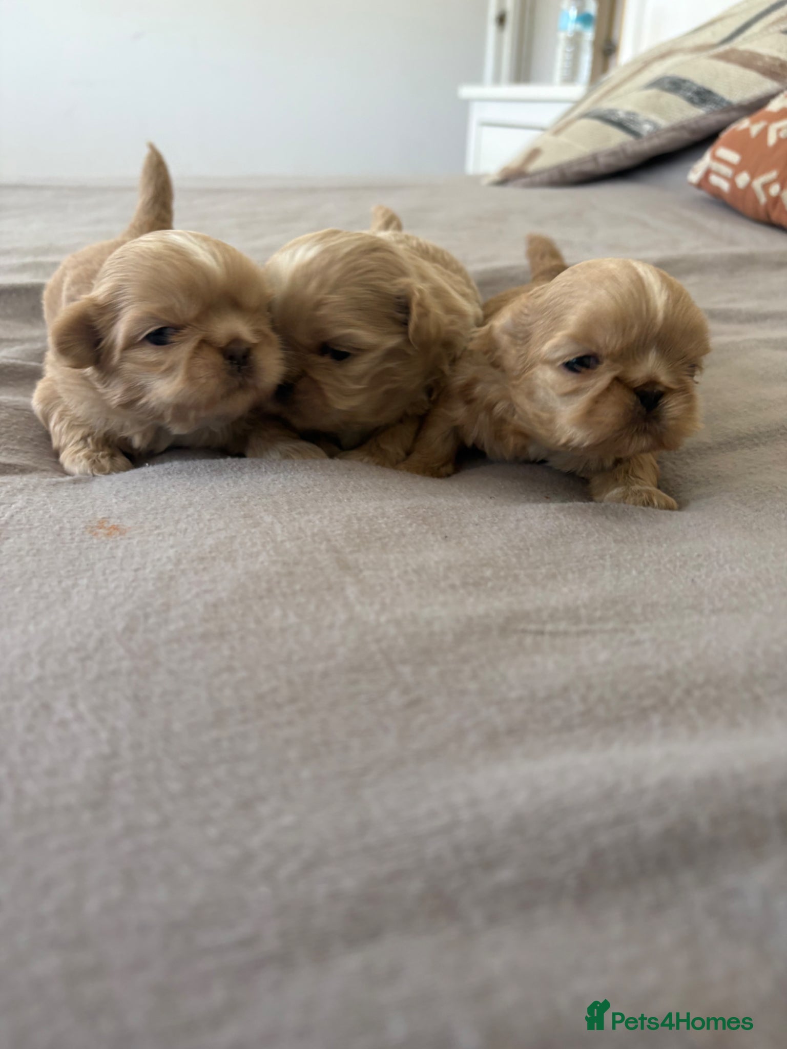 Shih Tzu dogs Imperial Shihtzu  - Advert 1